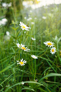 草地上的青黄色花朵夏天背景图片