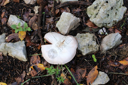以色列12月的蘑菇暴雨图片