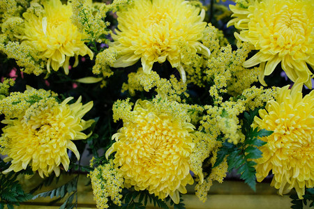 菊花用于装饰的盛开的黄色花卉束图片