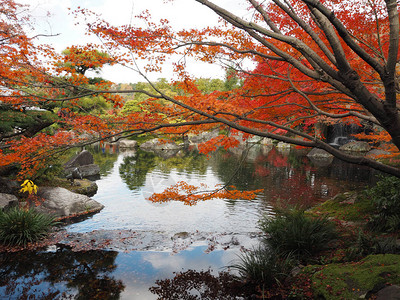 日本秋天的枫叶变色图片