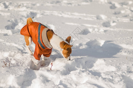 非洲犬basenji在未知的雪地里四处嗅探图片