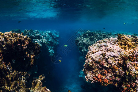 在蓝大洋中有珊瑚的海底岩石图片