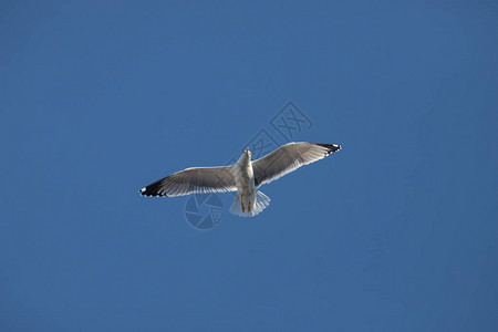 在蓝天背景的一只飞翔的海鸥广角镜头图片