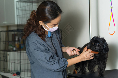 女美容师在美容院为狗做的美容沙龙图片