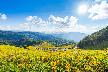 景观黄花Tithoniadiversifolia在山上图片