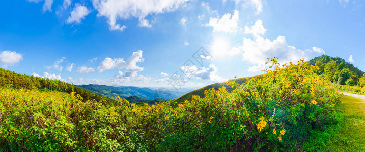 山上的黄花Tithoniadiversifolia全景图图片