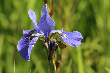 紫虹花和大蝴蝶Ochlodessylvanus在其中图片