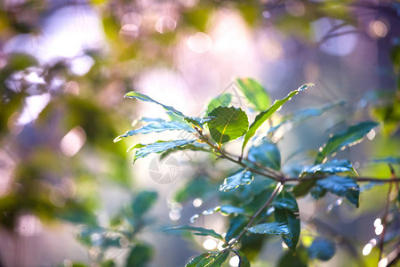 在阳光明媚的一天种田青绿植物的分支布基效背景图片