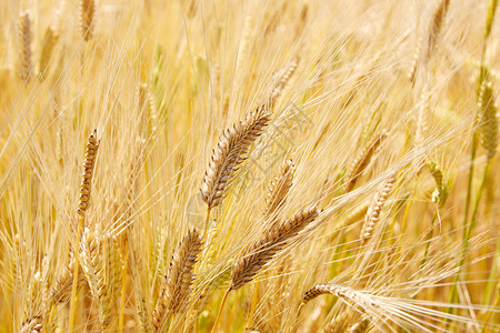 大麦收割期图片