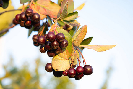 秋天可以食用的浆果在小布什的树枝上生长与图片