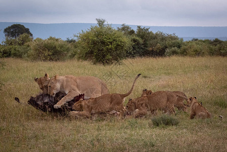 狮子女和幼崽吃草原图片