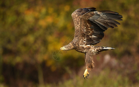 在自然栖息地飞行的白尾鹰图片
