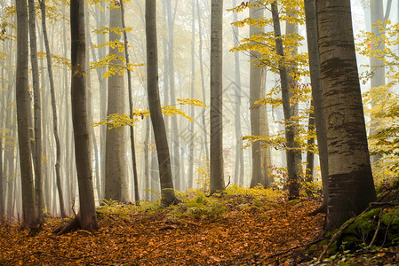 美丽的阳光明媚的早晨在秋天的森林里图片