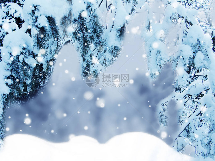 冬季圣诞节背景有雪绒枝图片