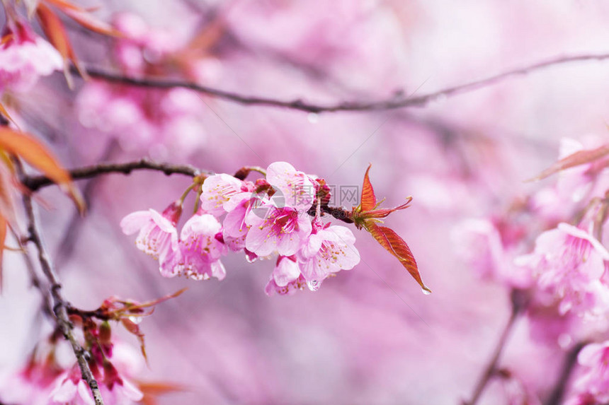 选定焦点在全盛开的樱花紧闭上在底粉红图片