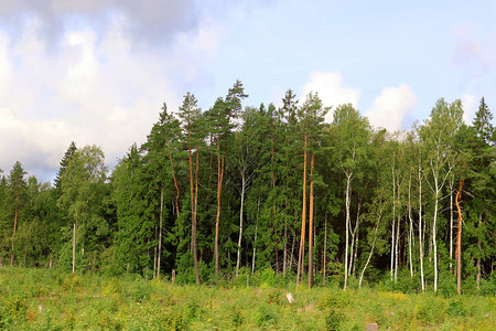 爱沙尼亚松林美景图片