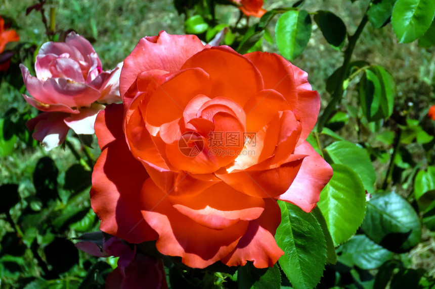 明亮的红玫瑰花在夏季花园图片