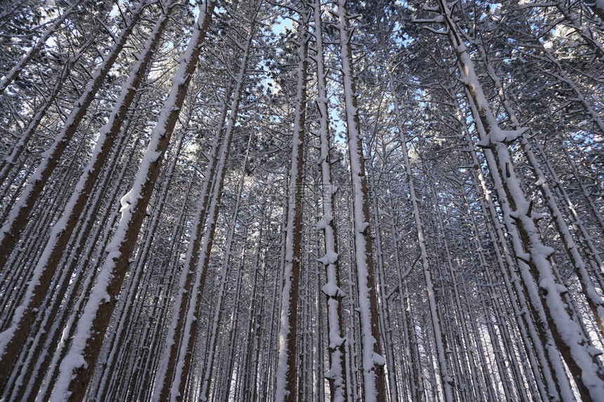 美丽的冬季森林下雪覆盖的低图片