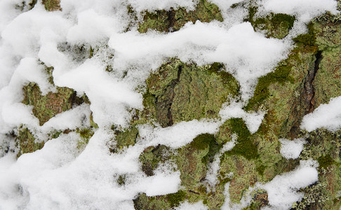 有新鲜雪的树干冬天的背景有雪的树图片