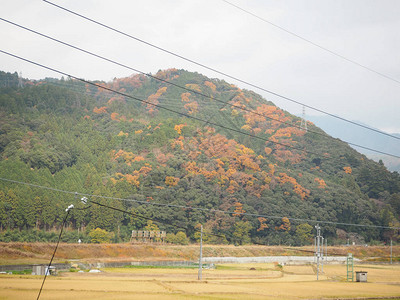 田野和树叶变色图片