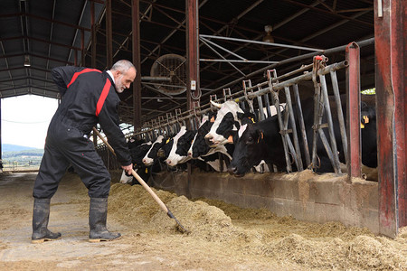 在奶牛场工作的农民图片