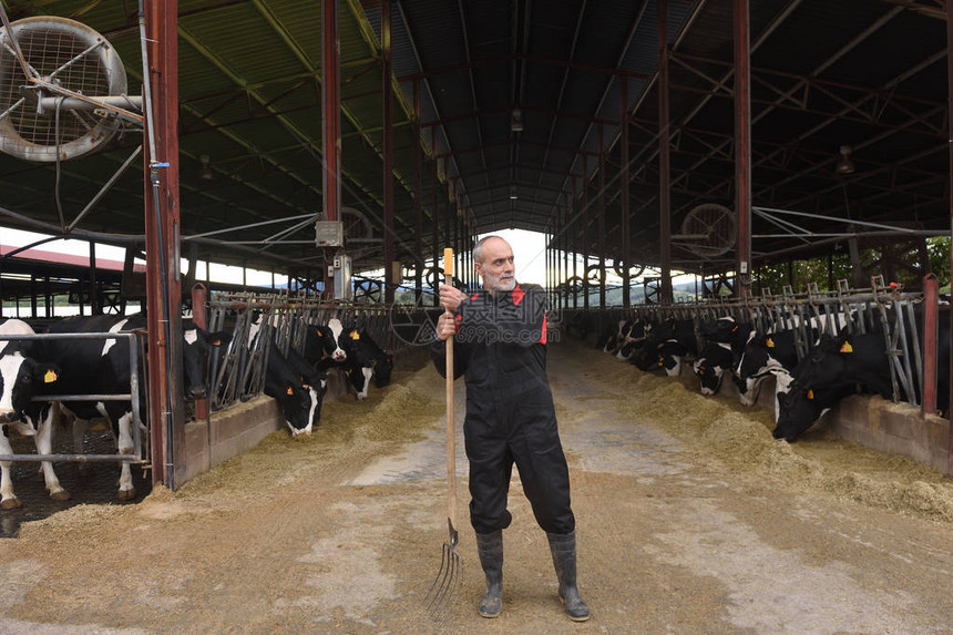 一个有奶牛的农民的肖像图片