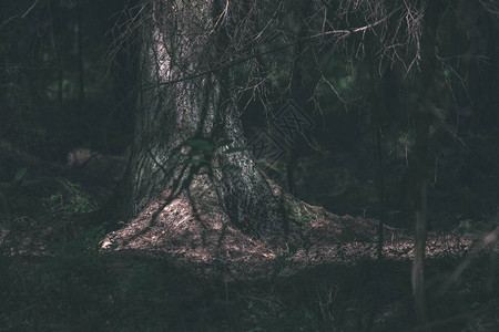 森林中树干纹理的特写图片