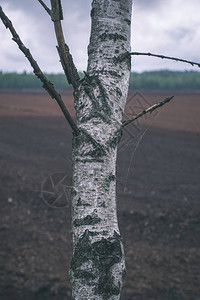 Birch树干条纹底模糊的图片