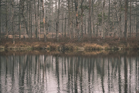 森林平静湖水中树木的倒影图片