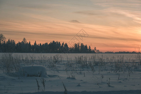 拉脱维亚日落时有雪和树木覆盖田图片