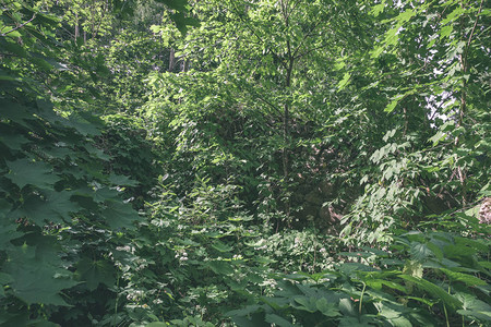 夏季森林绿树叶的图片