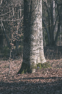 灰树干在自然质的图片