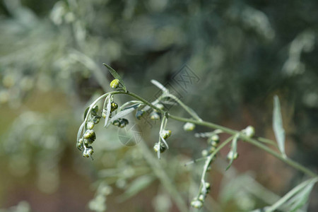 常见的艾草拉丁名Artemisiaabsi图片