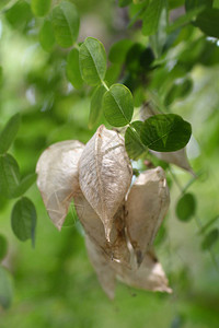 常见的膀胱番泻叶种子拉丁名称Coluteaarbor背景图片