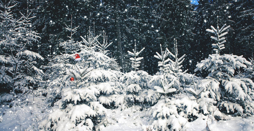 红圣诞老人的帽子戴在冬季森林的寒冷树上圣诞节背景图片