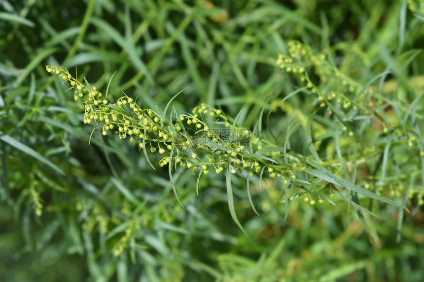 爱斯特拉冈花蕾拉丁名Artemisiadracu图片