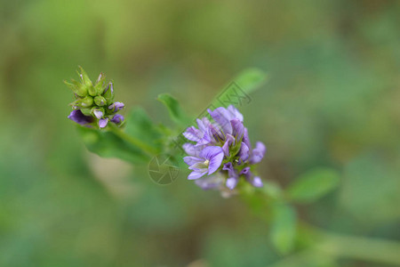 紫花苜蓿花拉丁名Medicago图片