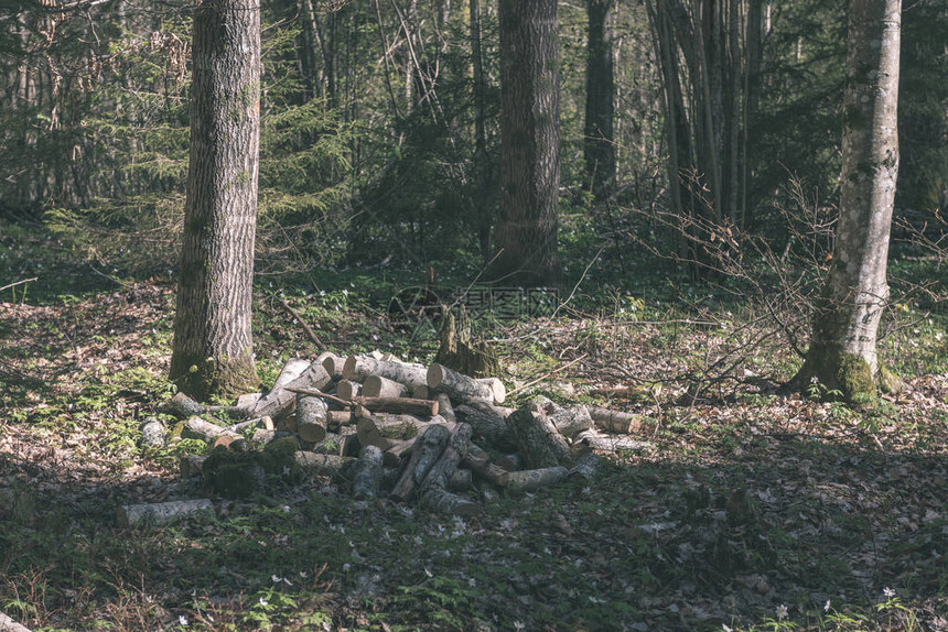 一堆新砍伐的原木在森林里图片