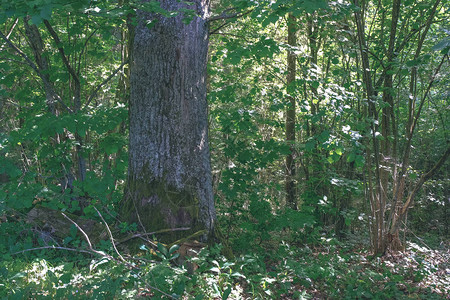 生长在森林里的大树的干图片