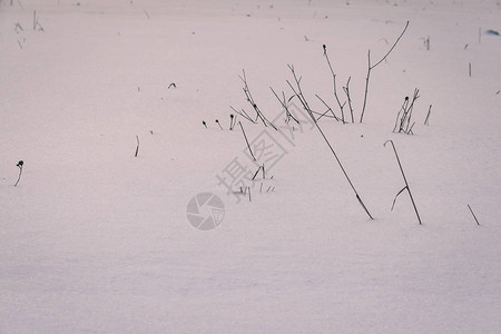 冬季冻雪覆盖草地的图片