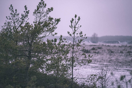 深秋阴云密布的沼泽景观图片