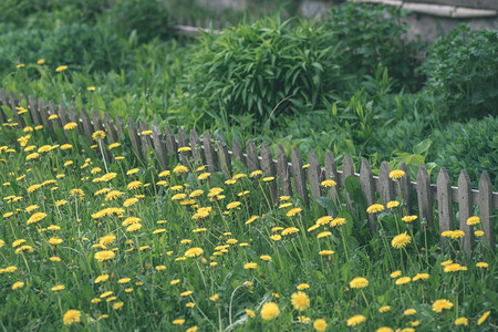 夏日乡村花园中盛开的黄色花朵图片
