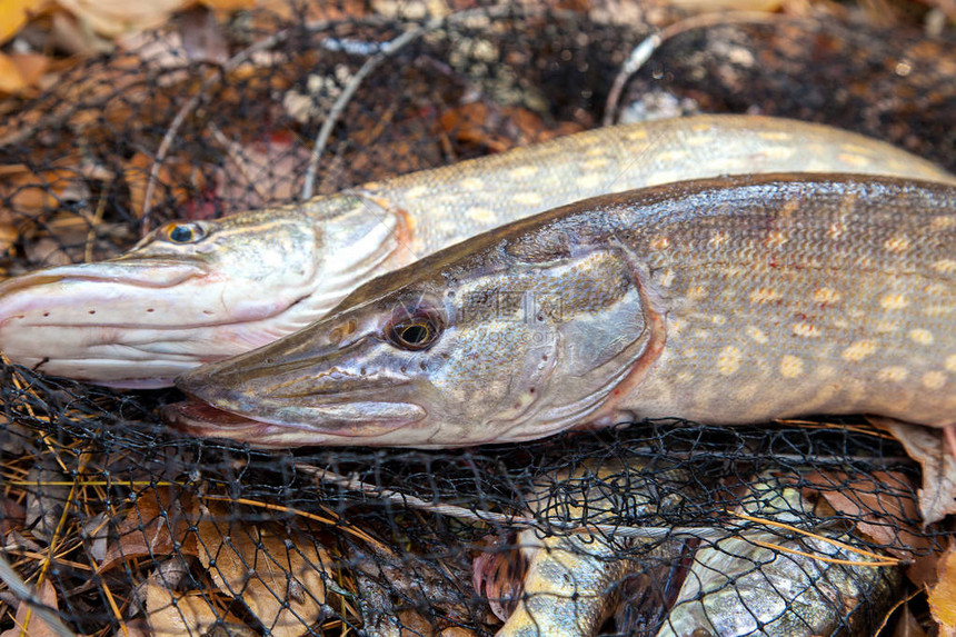 两条被称为EsoxLucius的大淡水梭子鱼刚从登陆网上的水中捞起图片