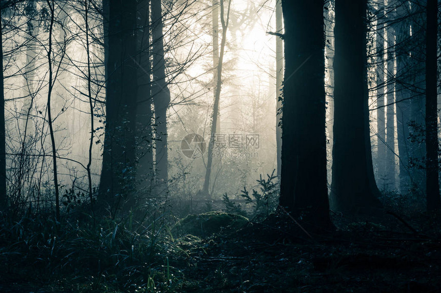 一片黑暗的神奇森林图片