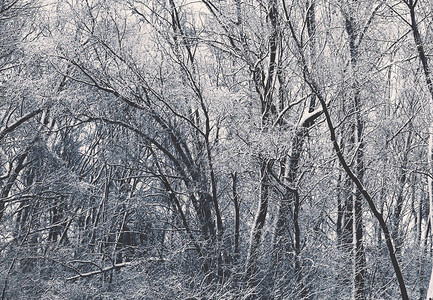 白雪皑的树木冬季景观图片