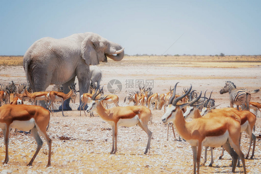 还有其他野生动物恶劣和干旱的环境纳米比亚埃托沙公园的图片