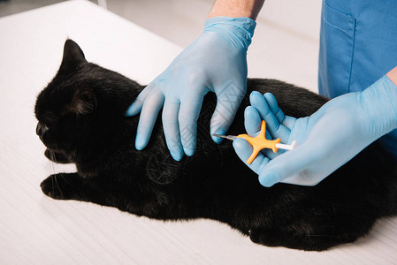 兽医对黑猫的微型切片程序的观察结果图片