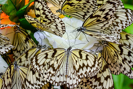 iriomtoe岛的米纸蝴蝶背景图片