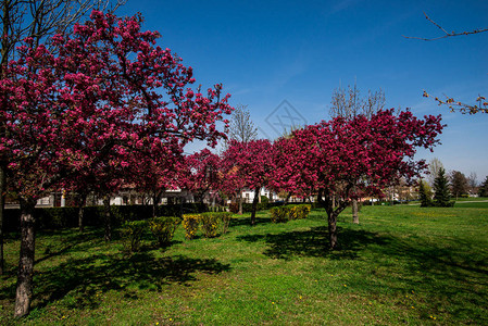 春园树上盛开红花朵配有绿草图片
