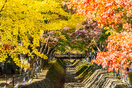 秋季美丽的红绿枫叶树图片